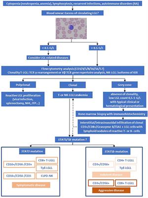 T-Cell Large Granular Lymphocyte Leukemia: An Interdisciplinary Issue?